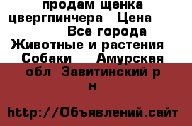 продам щенка цвергпинчера › Цена ­ 15 000 - Все города Животные и растения » Собаки   . Амурская обл.,Завитинский р-н